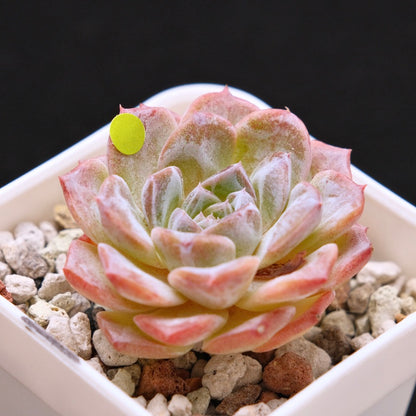 Echeveria Super Sonic Korean Succulent Plant