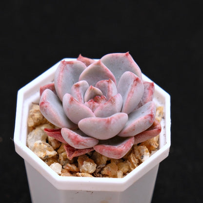 Echeveria Pink Elf Korean Succulent Plant