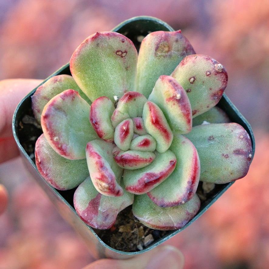 Monstrose Echeveira pulilindsayana Succulent Plant