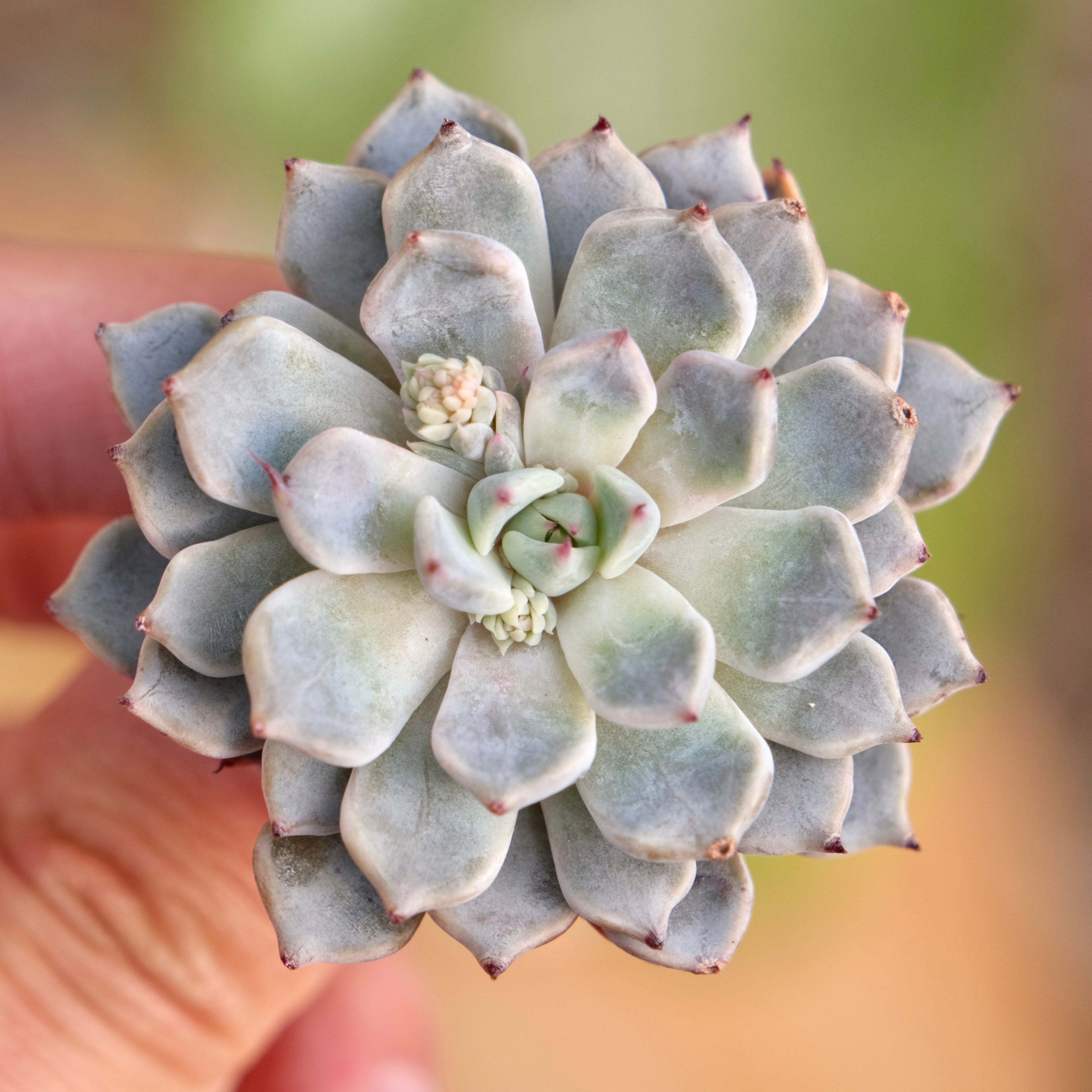 Echeveria Grey Rosa Korean Succulent Plant Hwaga hybrid