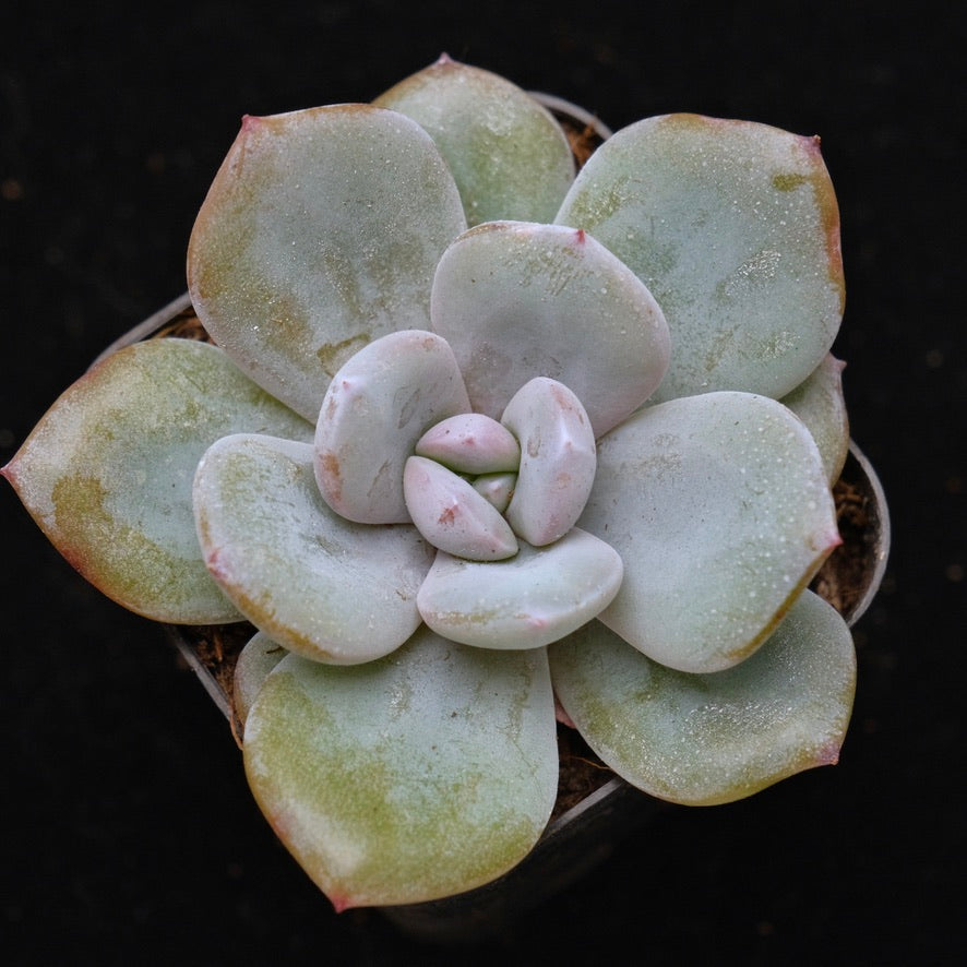 Echeveria Cream Tea Hybrid Korean Succulent Plant