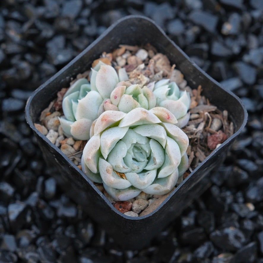 Echeveria Ice Rose Changhee hybrid Korean Succulent Plant