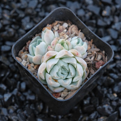 Echeveria Ice Rose Changhee hybrid Korean Succulent Plant