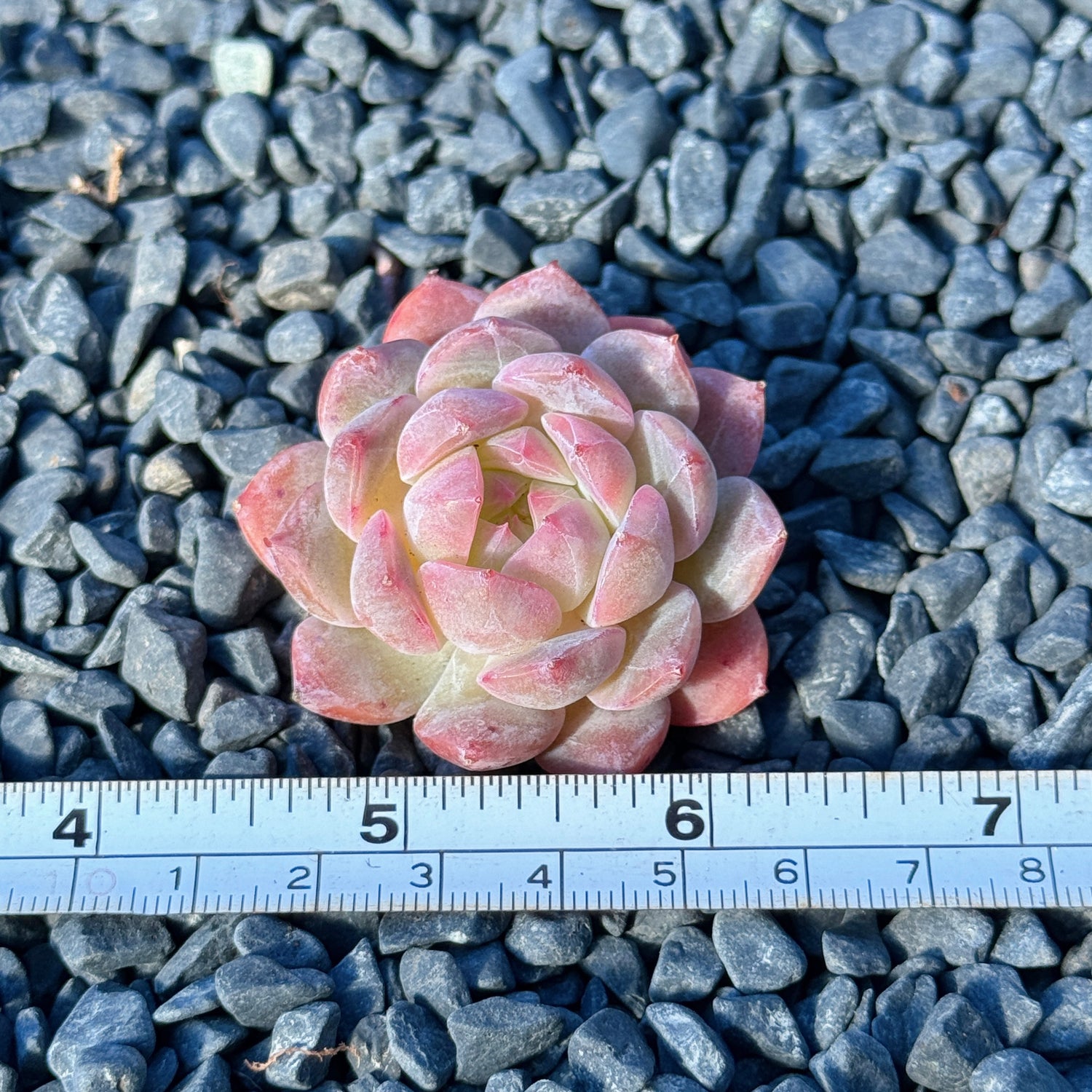 Echeveria Jelly Hybrid Succulent Plant C