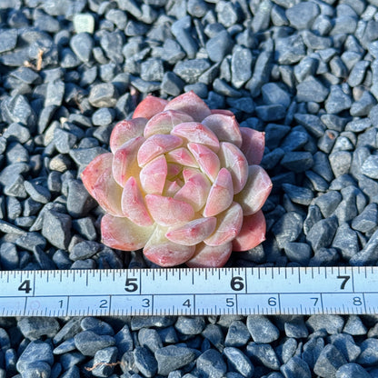 Echeveria Jelly Hybrid Succulent Plant C