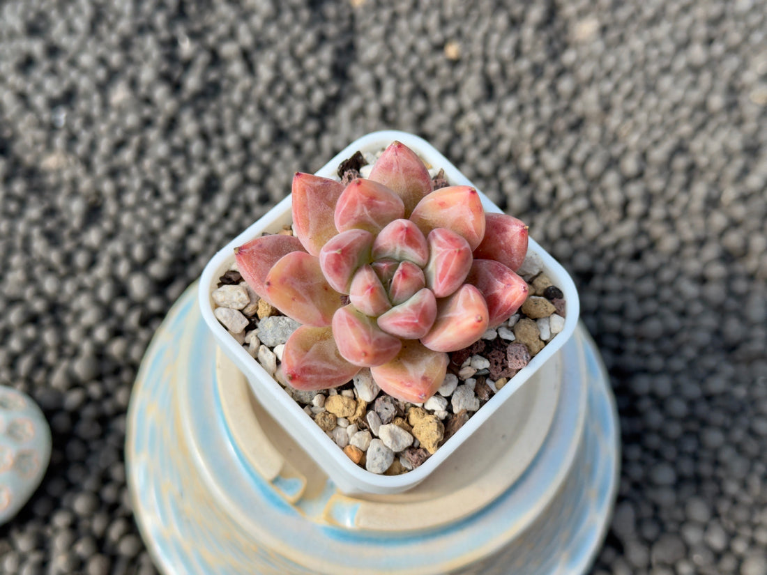 Echeveria Banksy Korean Succulent Plant Hwaga Hybrid