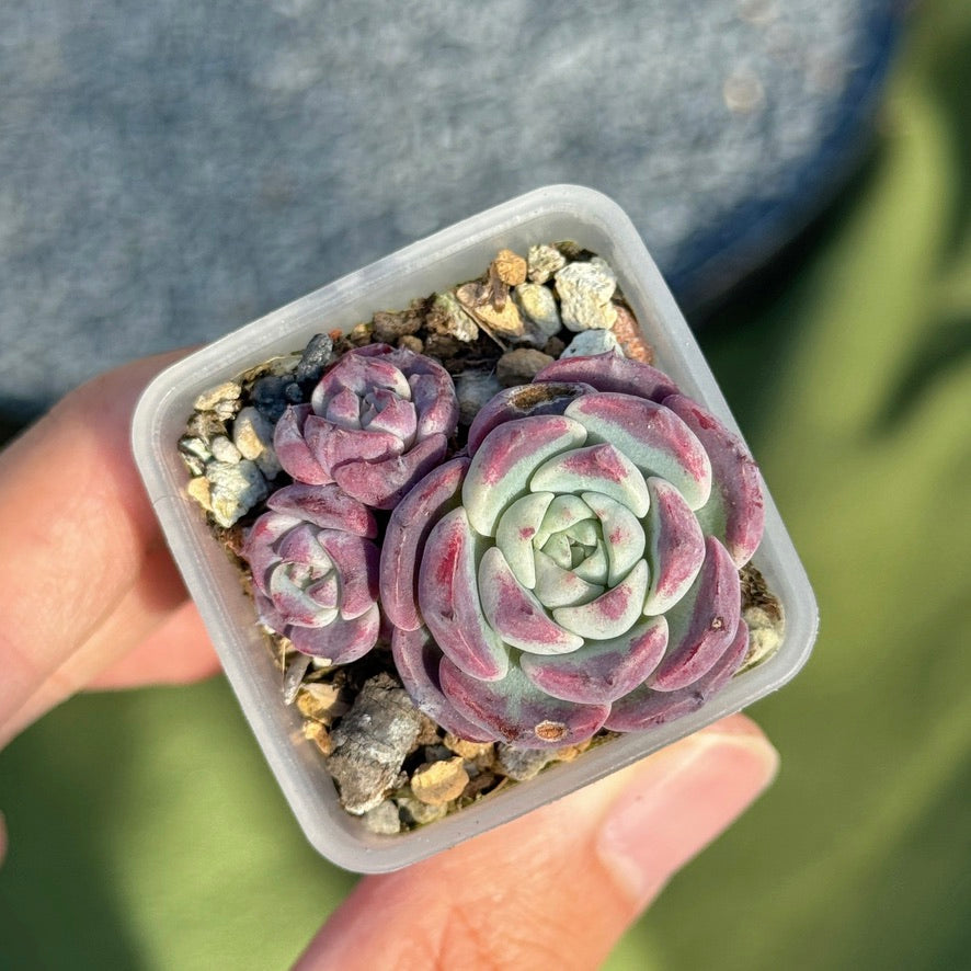 Echeveria Red Sun Korean Succulent Plant Changhee hybrid