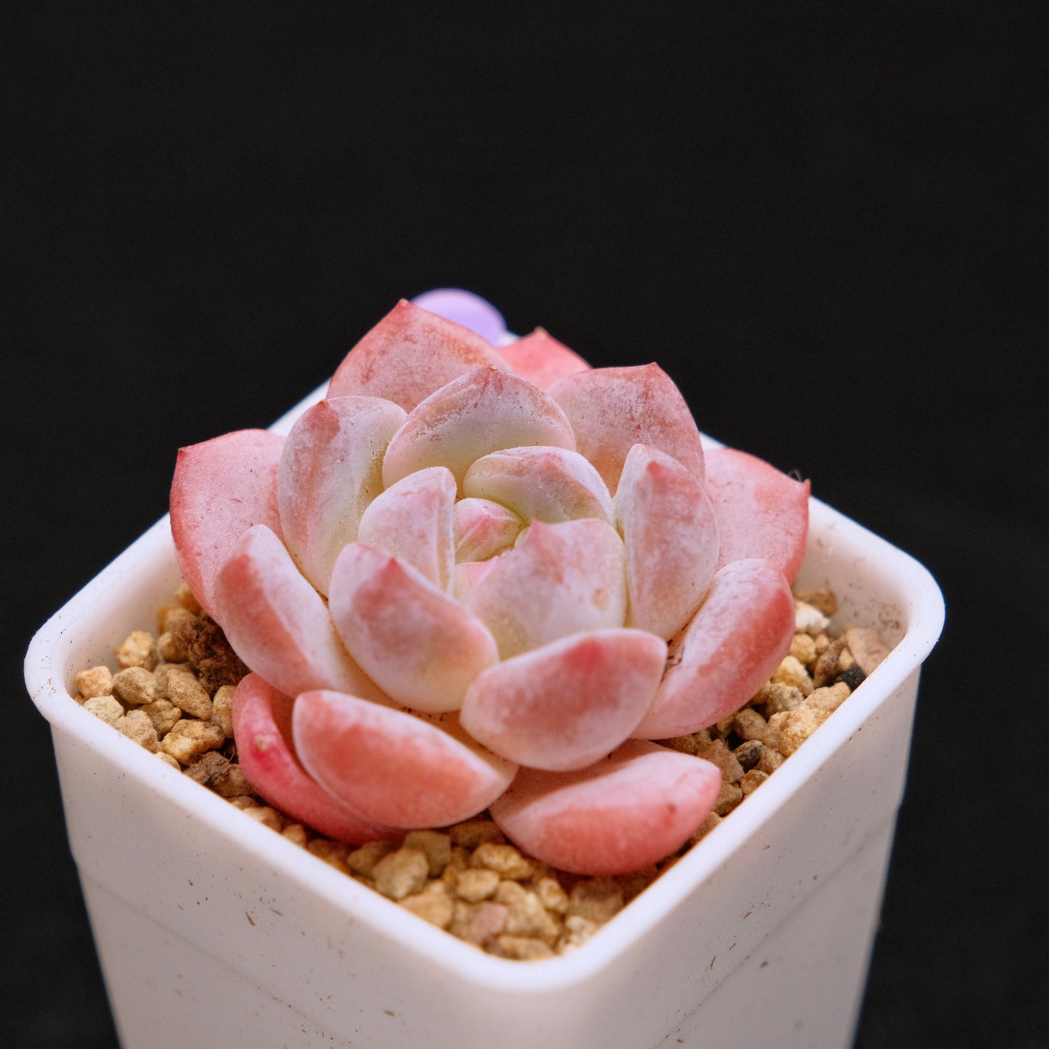 Echeveria Hyalina hybrid Imported Succulent Plant