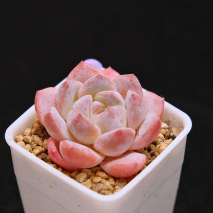 Echeveria Hyalina hybrid Imported Succulent Plant