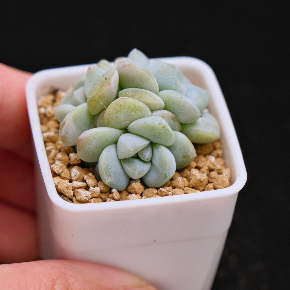 Echeveria Ice Green baby cluster Korean Succulent Plant