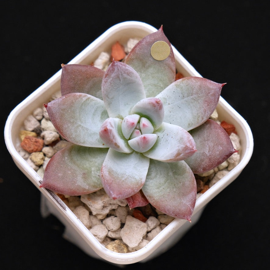 Echeveria Midnight Korean Succulent Plant