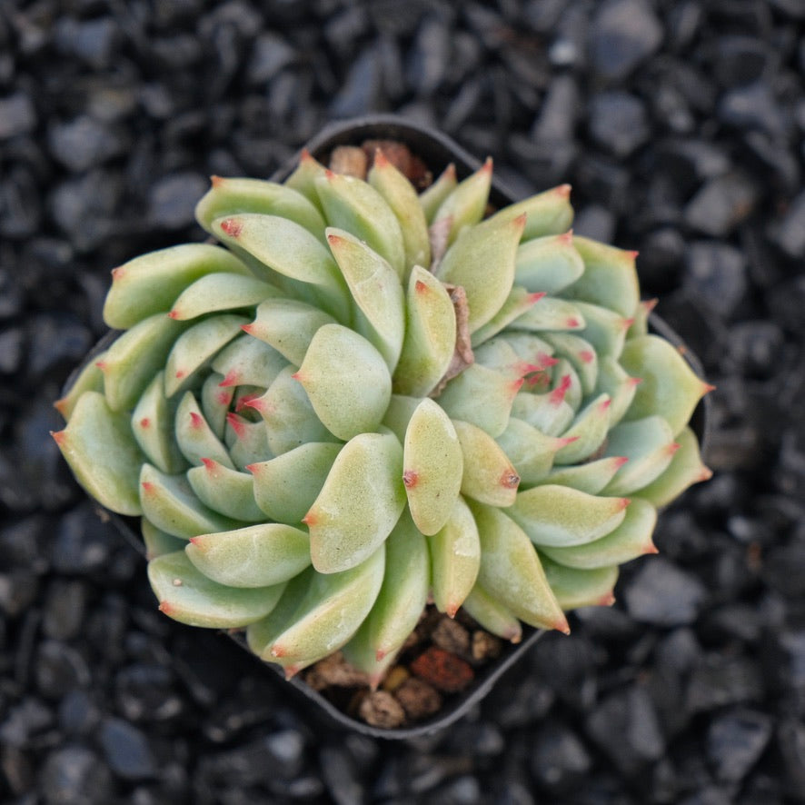 Echeveria J Crown B Changhee hybrid Korean Succulent Plant