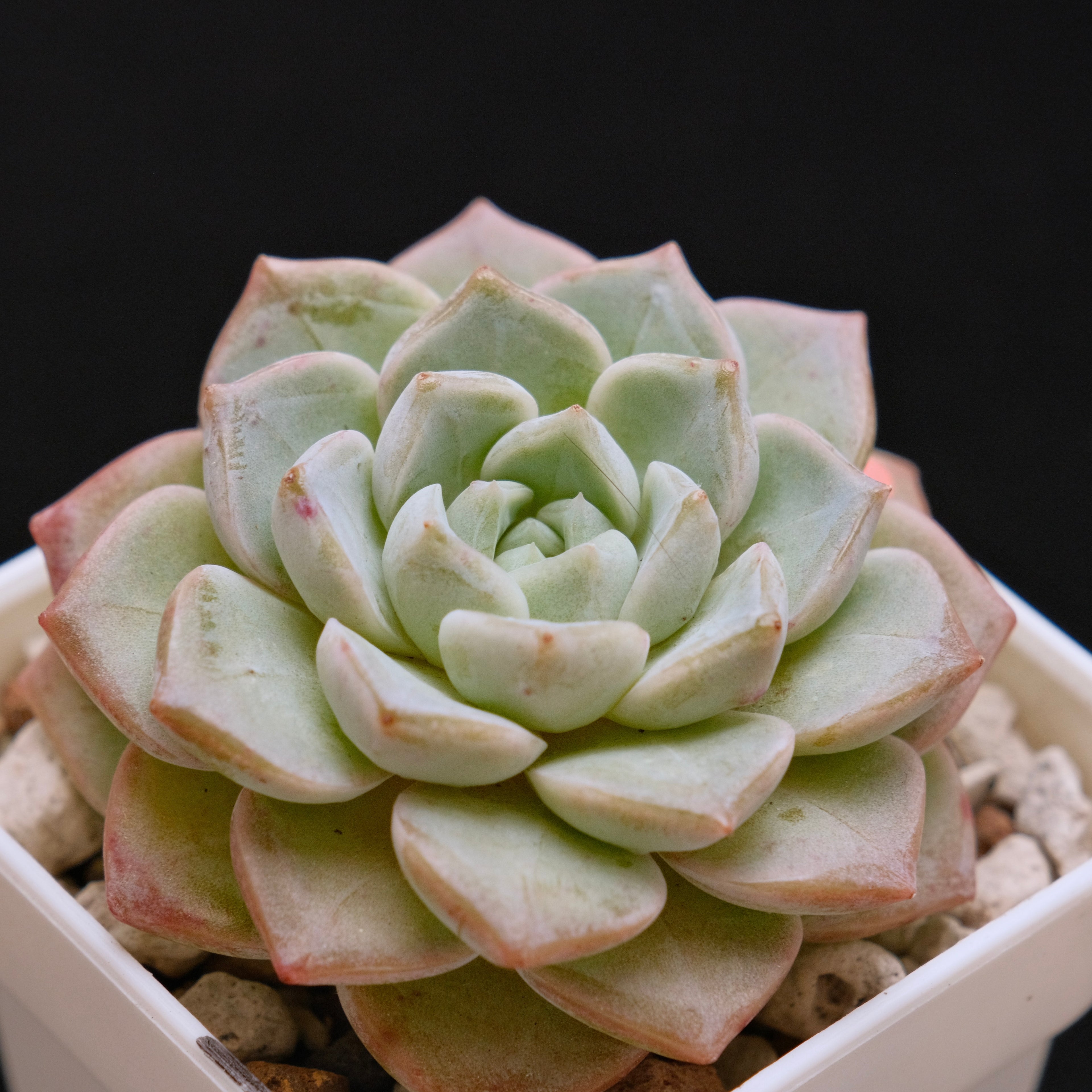 Echeveria Pink Spot Korean Succulent Plant