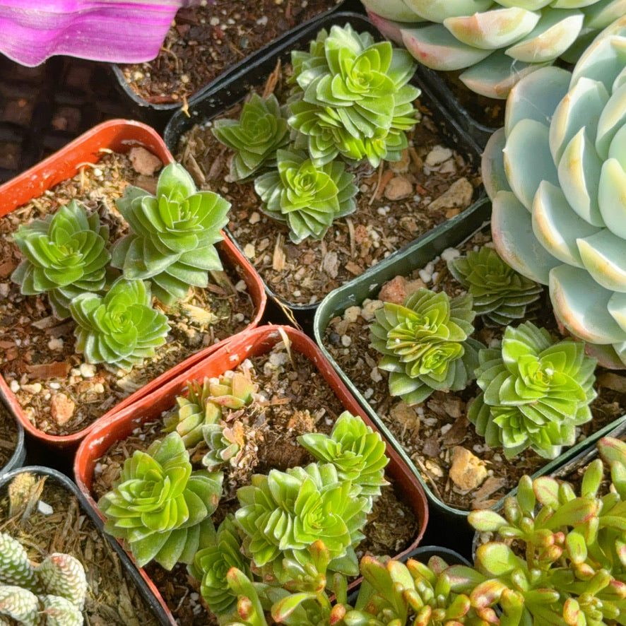 Crassula Spiralis Succulent Plant