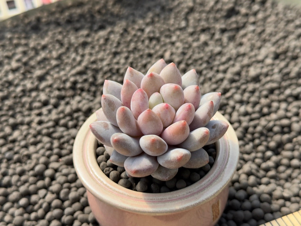 love plant succulent Sedeveria Sweet Love Imported Succulent Plant – Succielife