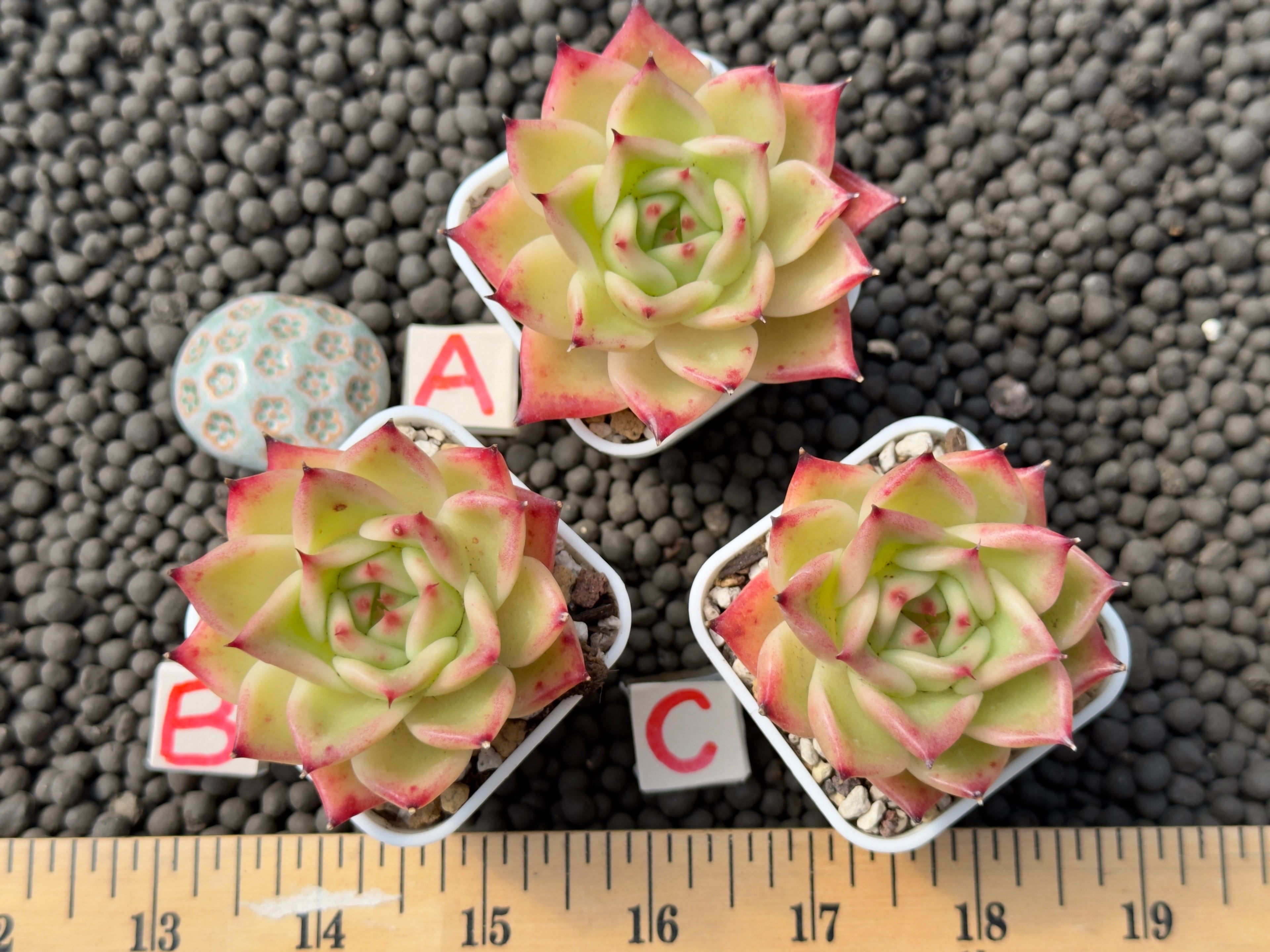 Echeveria Alisa Korean Succulent Plant Hwaga hybrid
