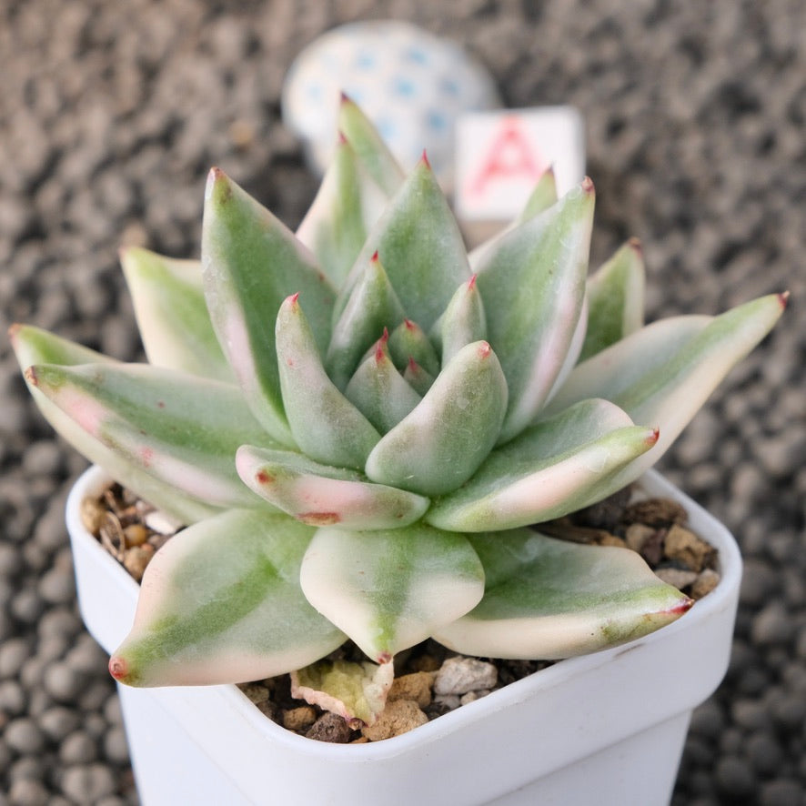 Variegated Echeveria Elkhorn Korean Succulent Plant