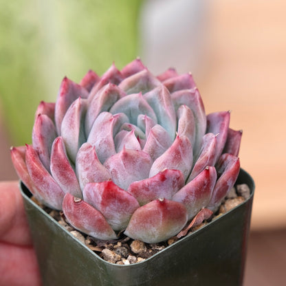 Echeveria Meisei Korean Succulent Plant