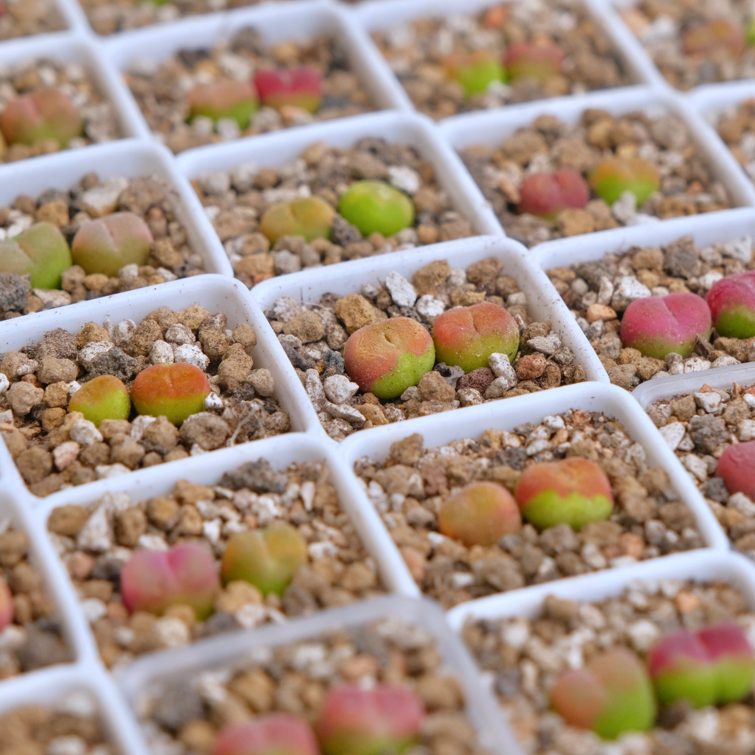 Conophytum maughanii (2 babies) Imported Succulent Plant