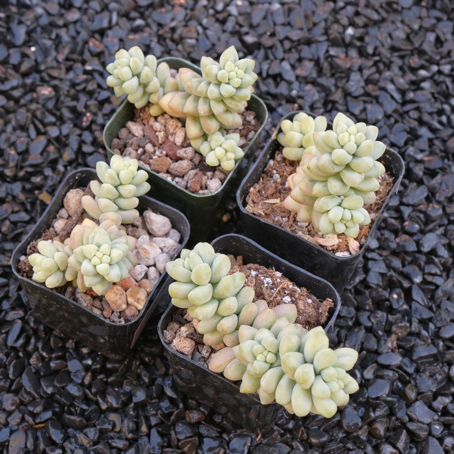 Sedum Burrito Locally Grown Succulent Plant