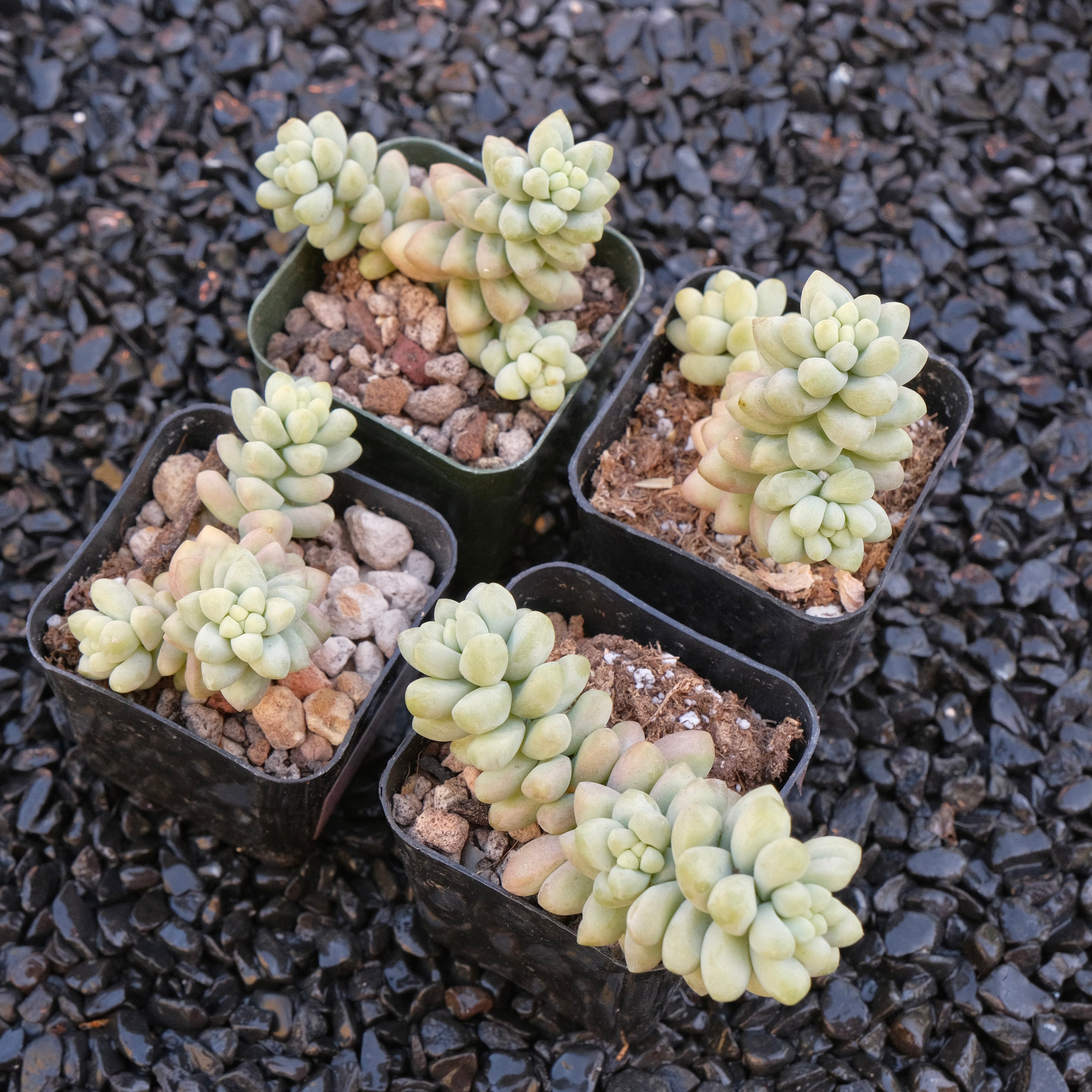 Sedum Burrito Locally Grown Succulent Plant