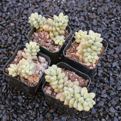 Sedum Burrito Locally Grown Succulent Plant