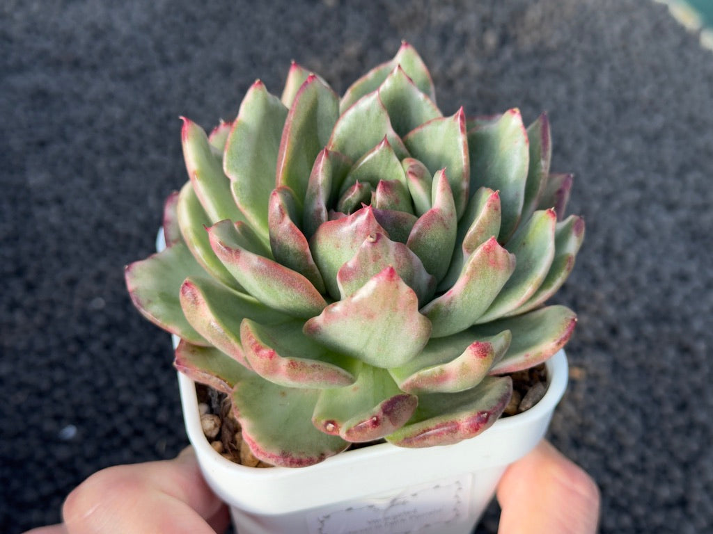 Variegated Echeveria Dark Pamela Korean Succulent Plant
