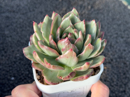 Variegated Echeveria Dark Pamela Korean Succulent Plant
