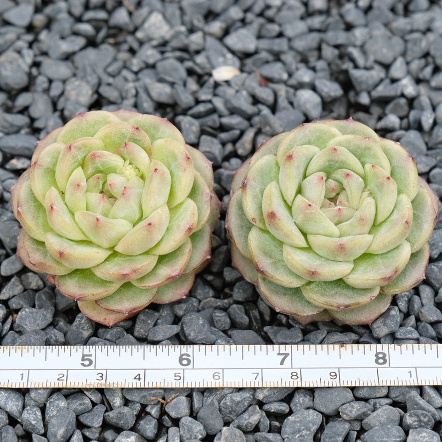 Echeveria Red Velvet hybrid Imported Succulent Plant