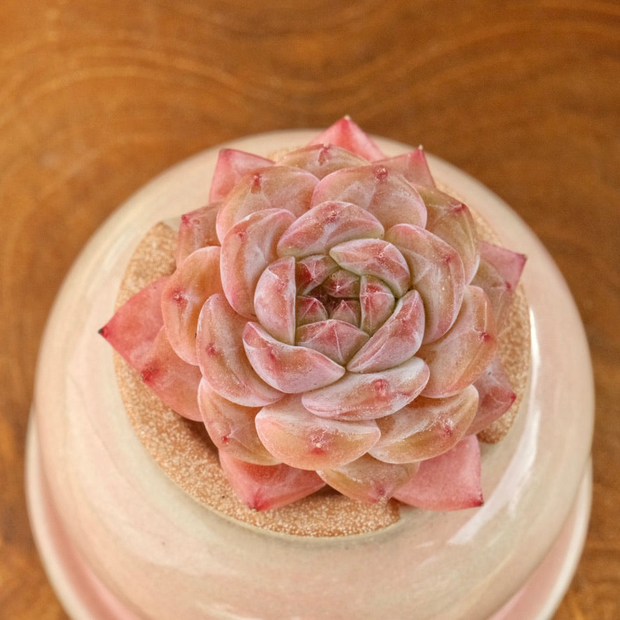 Echeveria Pink Amber Imported Succulent Plant