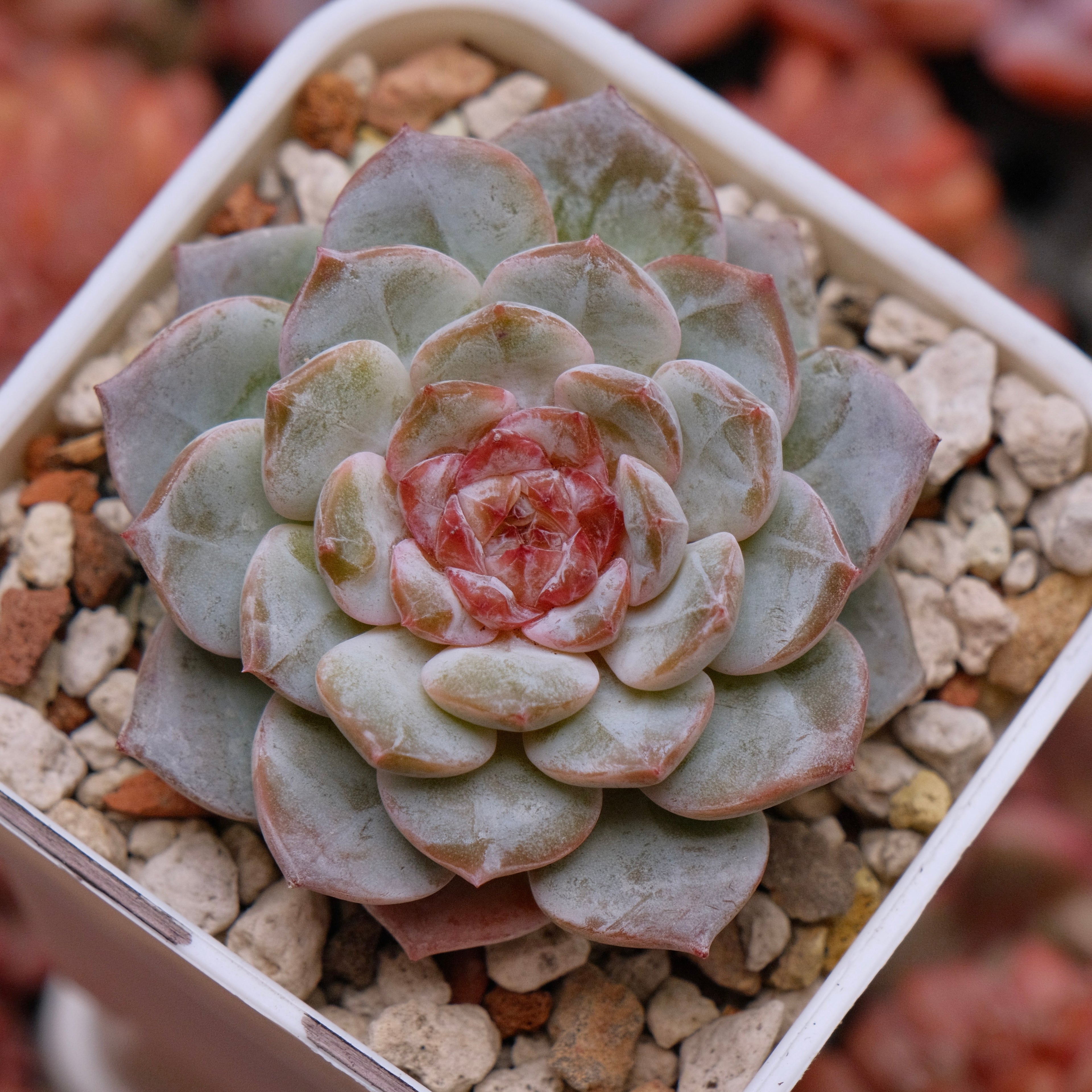 Echeveria Pink Jenny Korean Succulent Plant