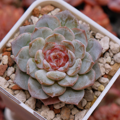 Echeveria Pink Jenny Korean Succulent Plant