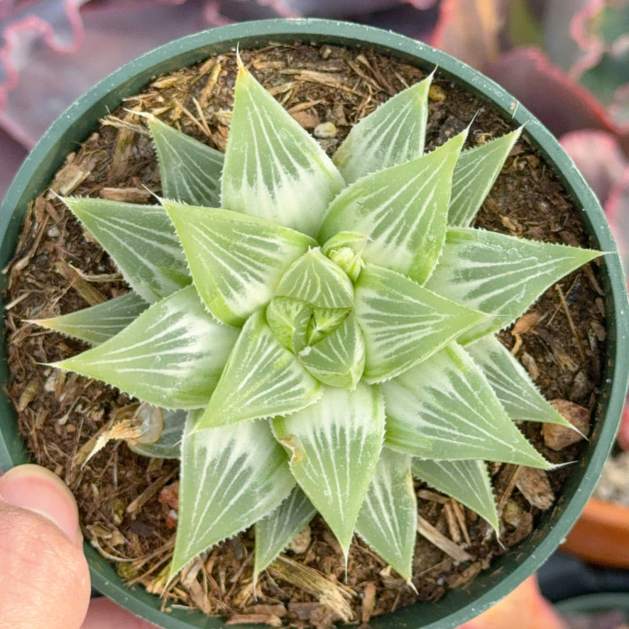 Variegated haworthia grey ghost Succulent Plant