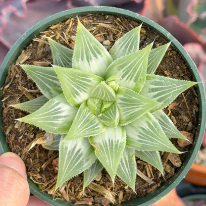 Variegated haworthia grey ghost Succulent Plant