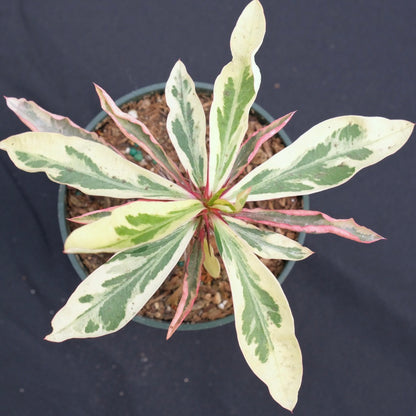 Variegated Euphorbia milii &