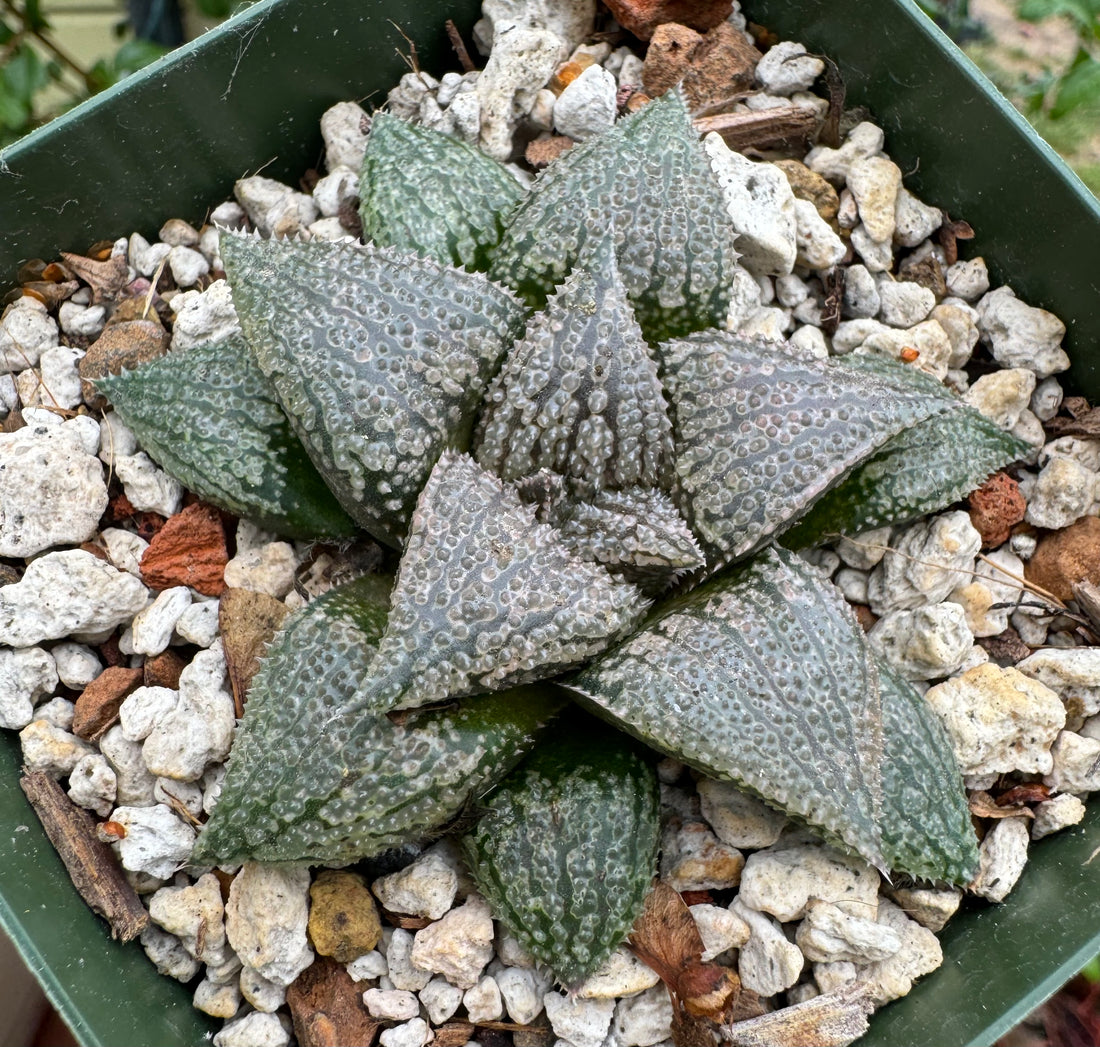 Jim Smith Haworthia Hybrid Succulent Plant