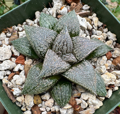 Jim Smith Haworthia Hybrid Succulent Plant