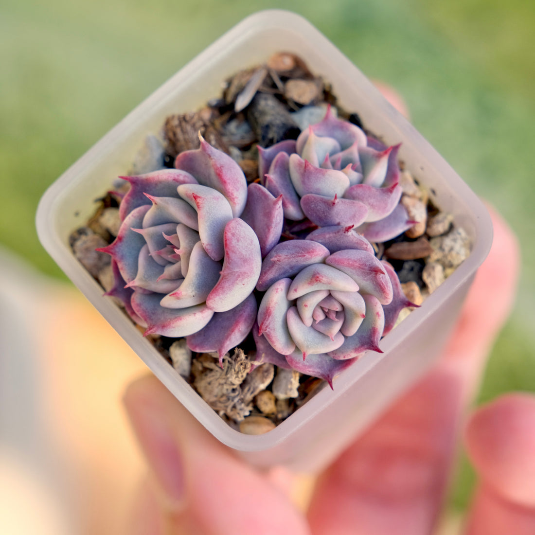 Echeveria Red Stitch Korean Succulent Plant Changhee hybrid
