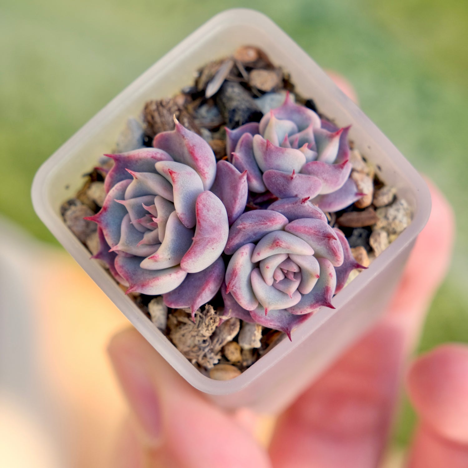 Echeveria Red Stitch Korean Succulent Plant Changhee hybrid