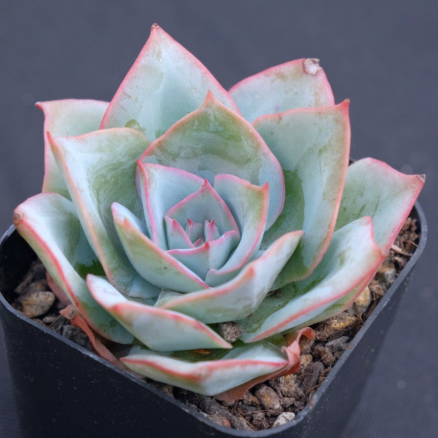 Echeveria Selex Korean Succulent Plant