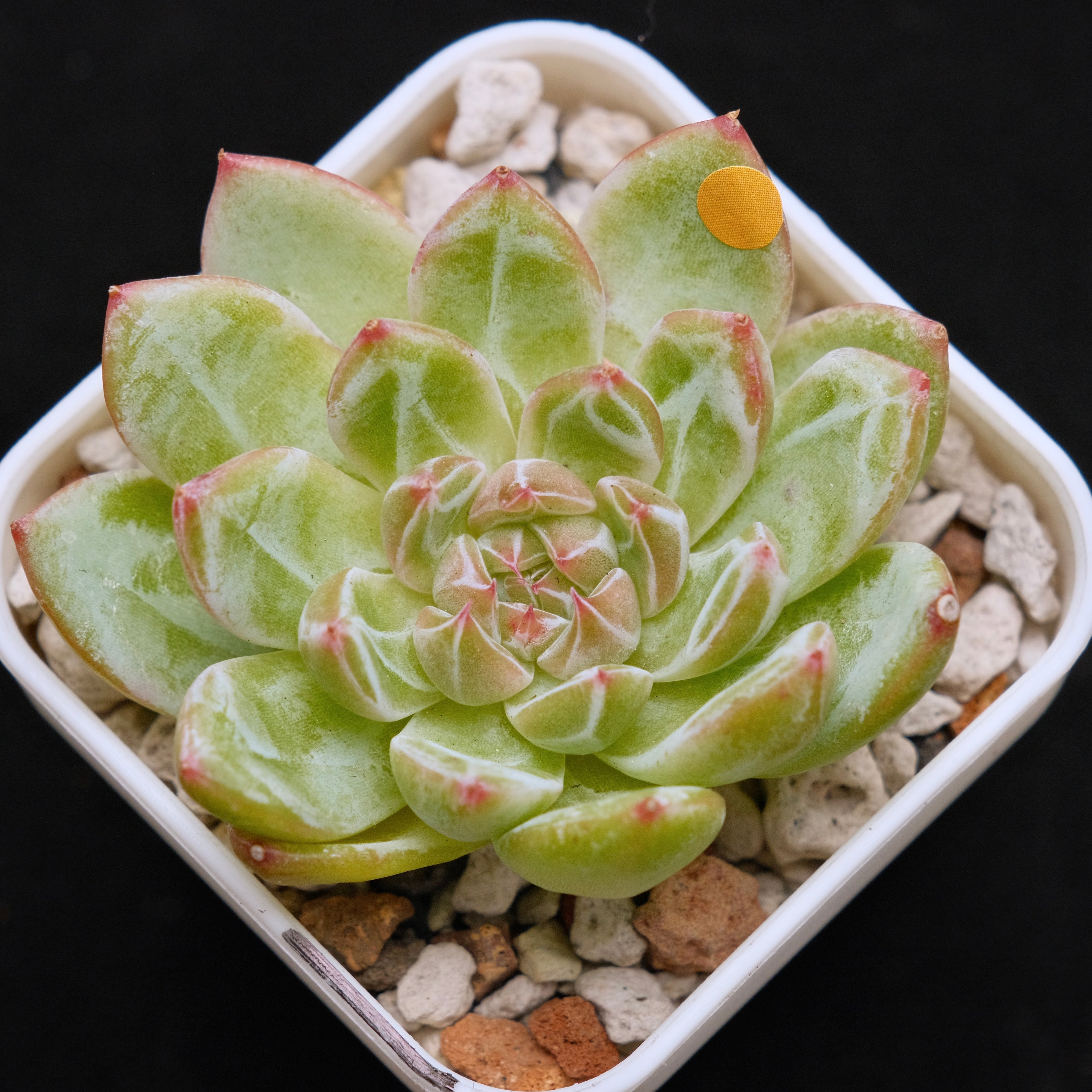 Echeveria Snowflake Jelly Korean Succulent Plant Rare