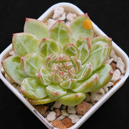 Echeveria Snowflake Jelly Korean Succulent Plant Rare