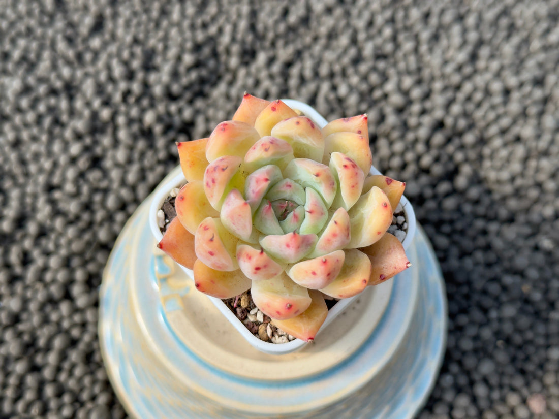 Echeveria Holy Knight Korean Succulent Plant Hwaga Hybrid