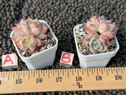 Echeveria Pink Flow Korean Succulent Plant Hwaga Hybrid