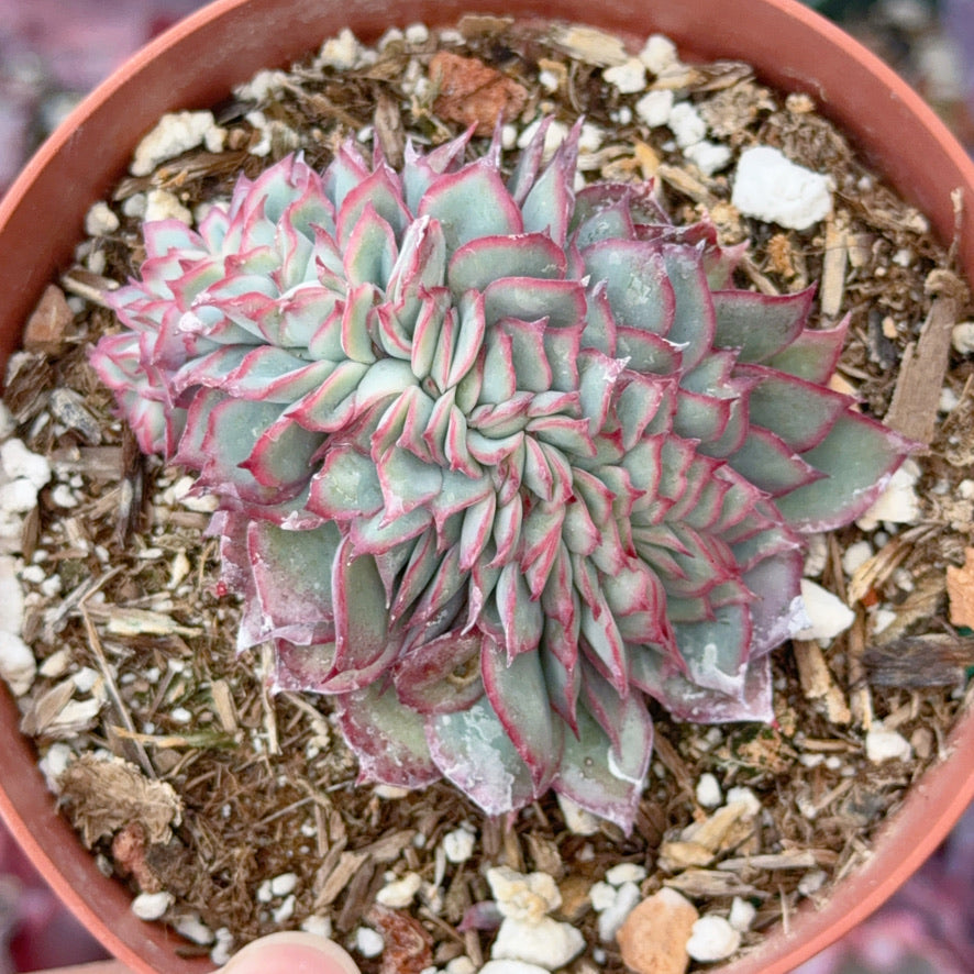 Crested Echeveria Esther Succulent Plant
