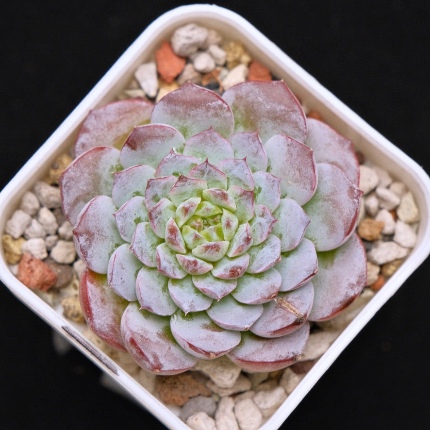 Echeveria Marcel hybrid Korean Succulent Plant