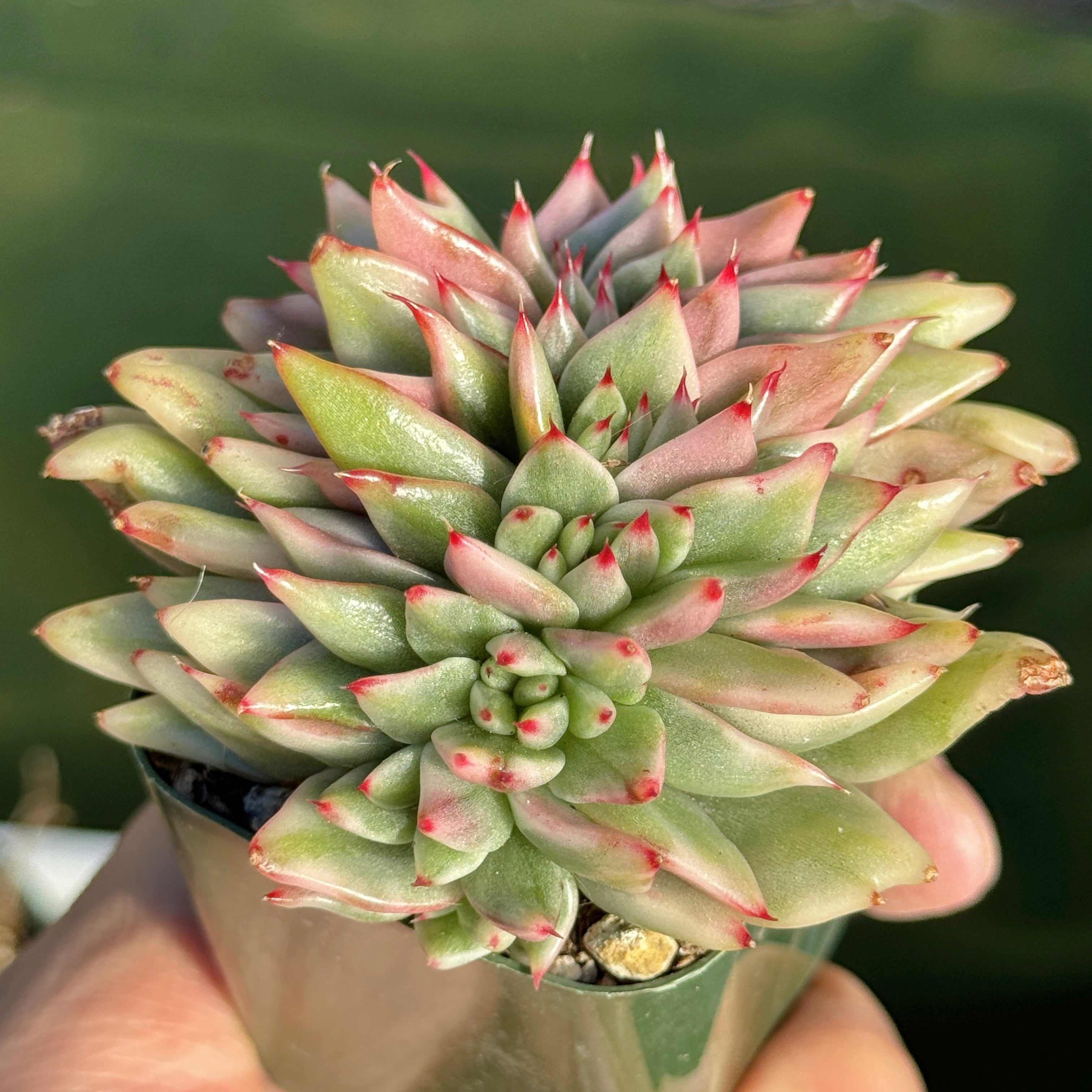 Variegated Echeveria Elkhorn cristata Korean Succulent Plant