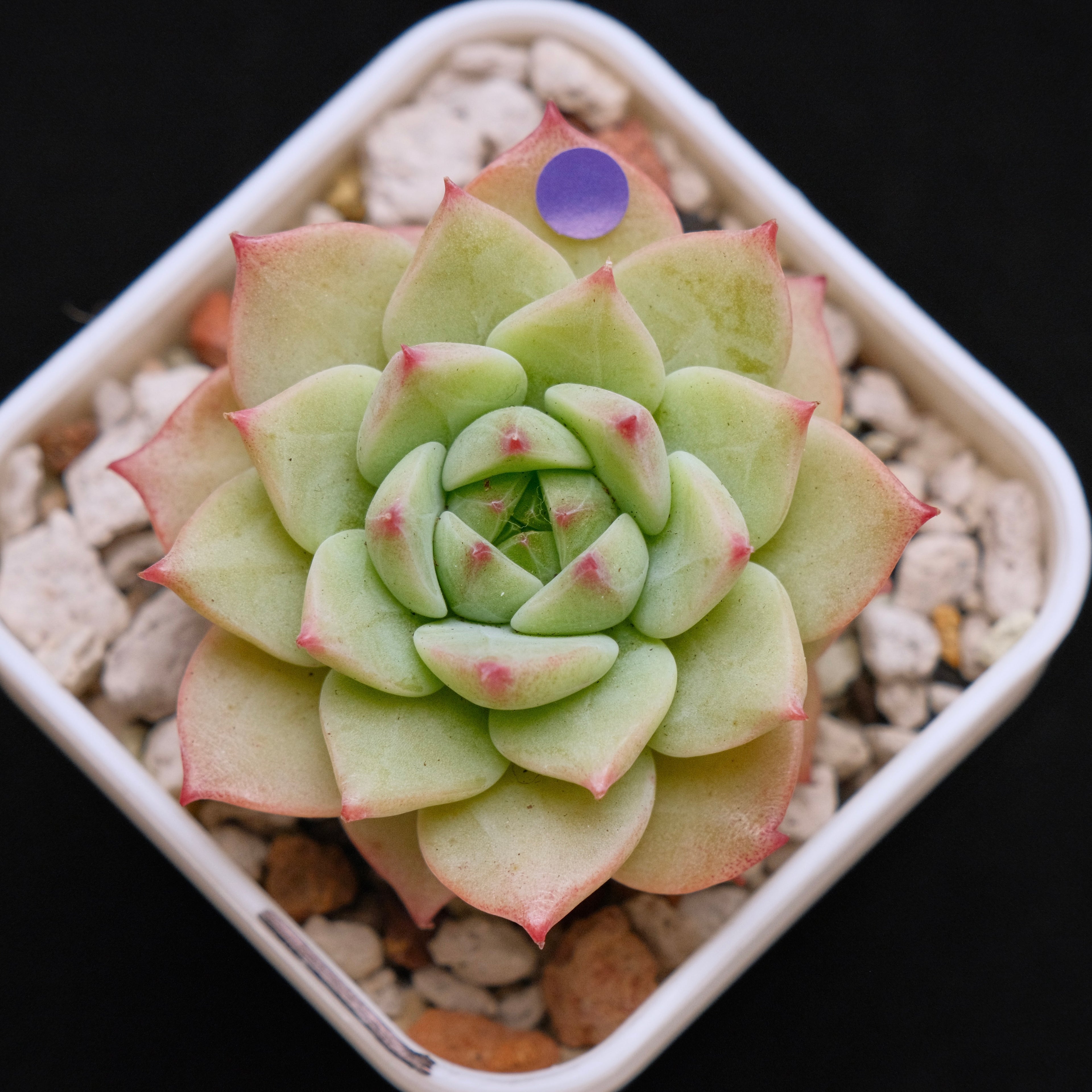 Echeveria Blue Eye Imported Succulent Plant *New* 蓝眼睛