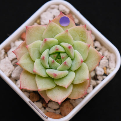 Echeveria Blue Eye Imported Succulent Plant *New* 蓝眼睛