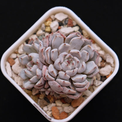 Echeveria Grey Rosa Korean Succulent Plant Hwaga hybrid